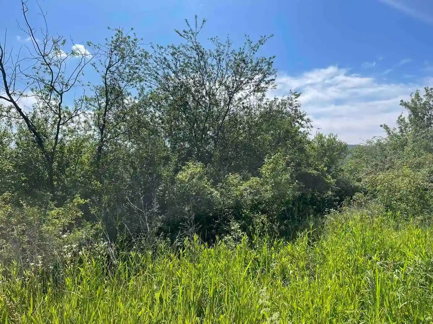plac na prodaju Sremska Kamenica 3558m2 529771