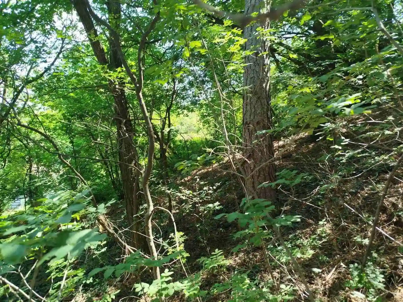 plac na prodaju Sremska Kamenica 2590m2 529958