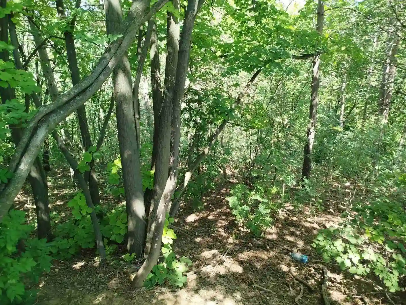 plac na prodaju Sremska Kamenica 2590m2 529958