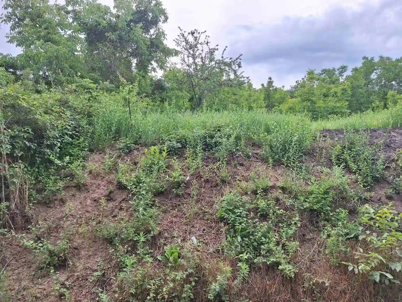 plac na prodaju Petrovaradin 742m2 530154