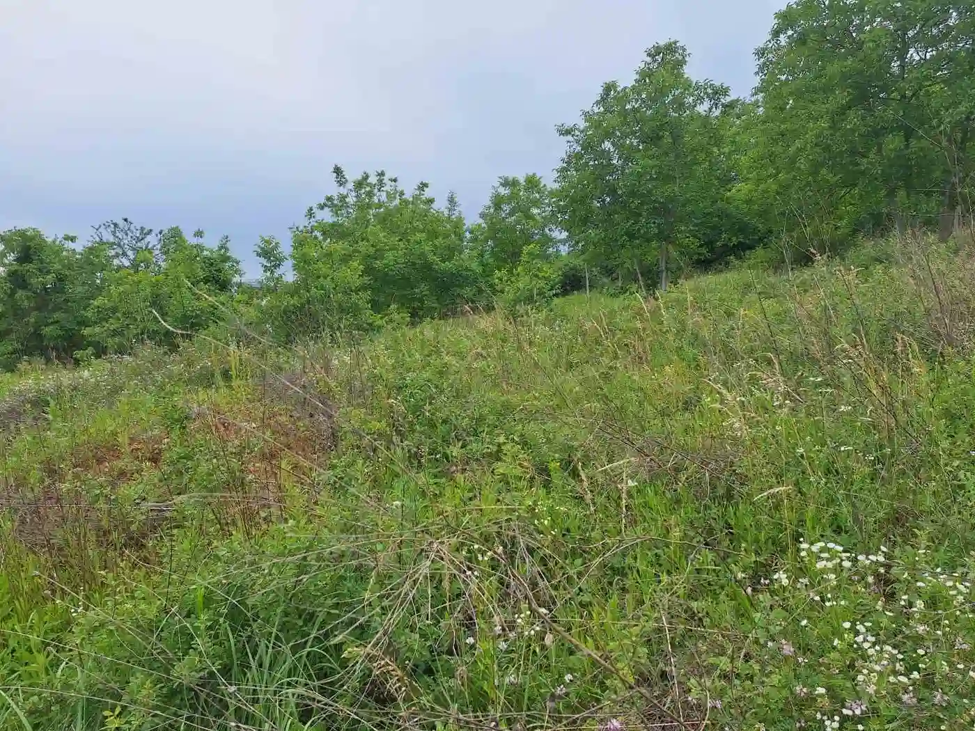 plac na prodaju Petrovaradin 742m2 530154