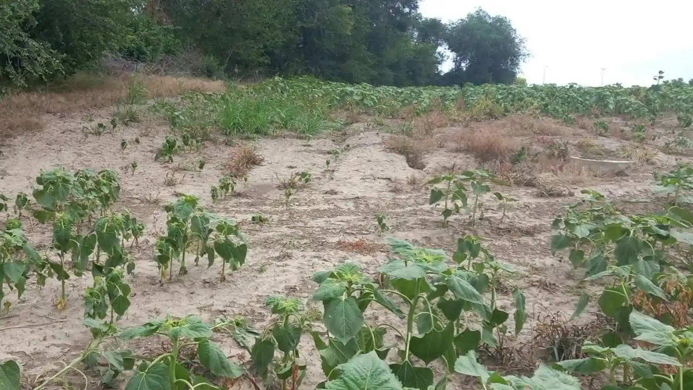 plac na prodaju Kać 2905m2 530312