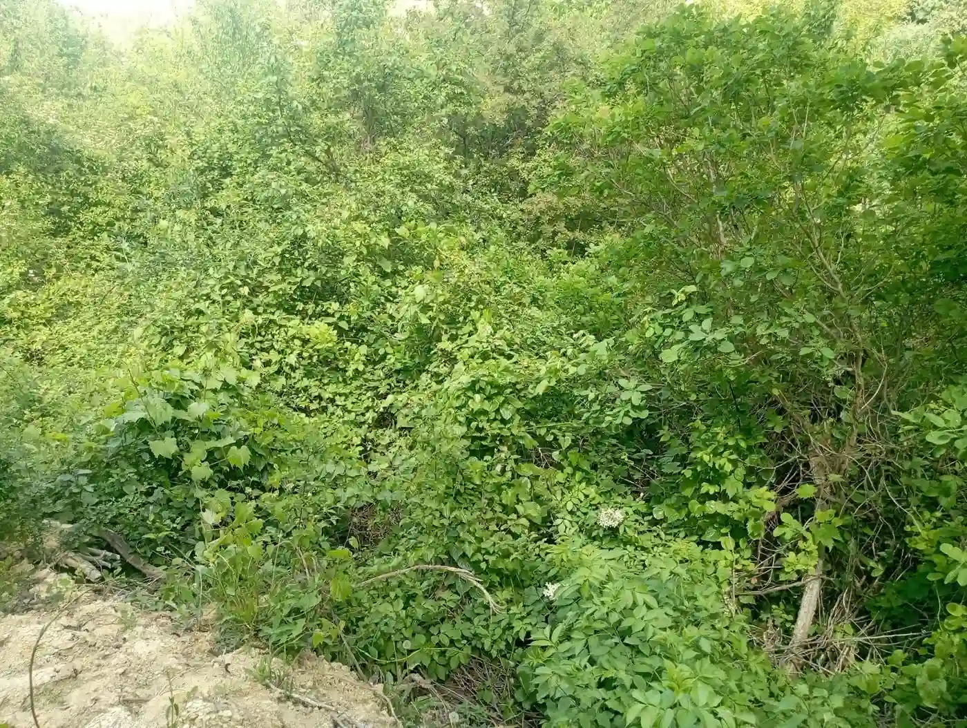 plac na prodaju Sremska Kamenica 540m2 530775