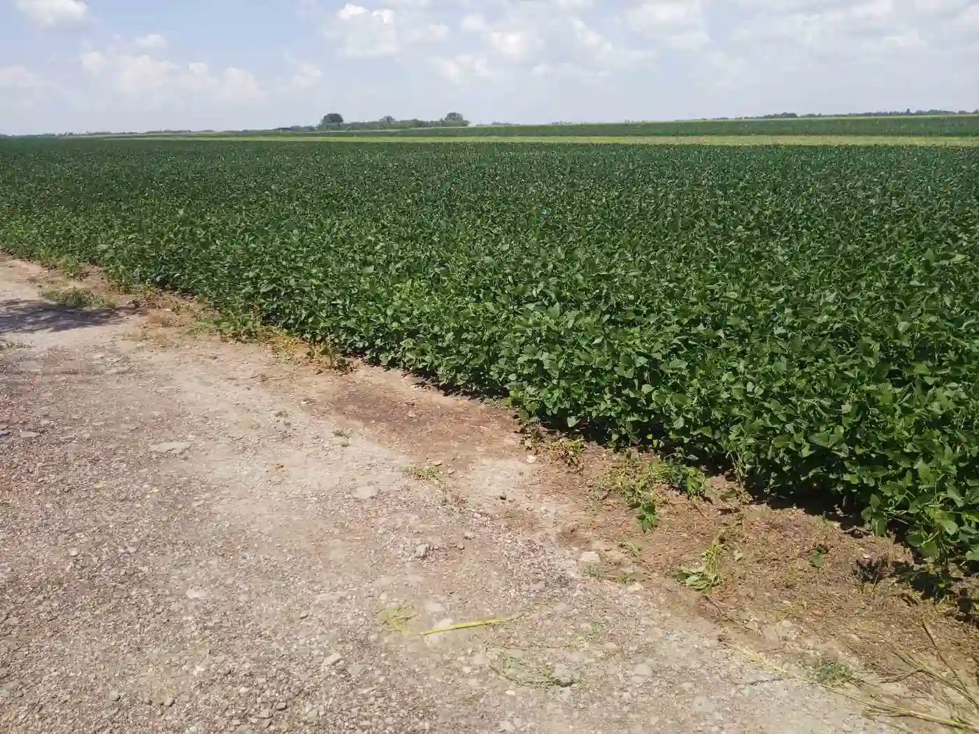 plac na prodaju Čenej 8420m2 531198