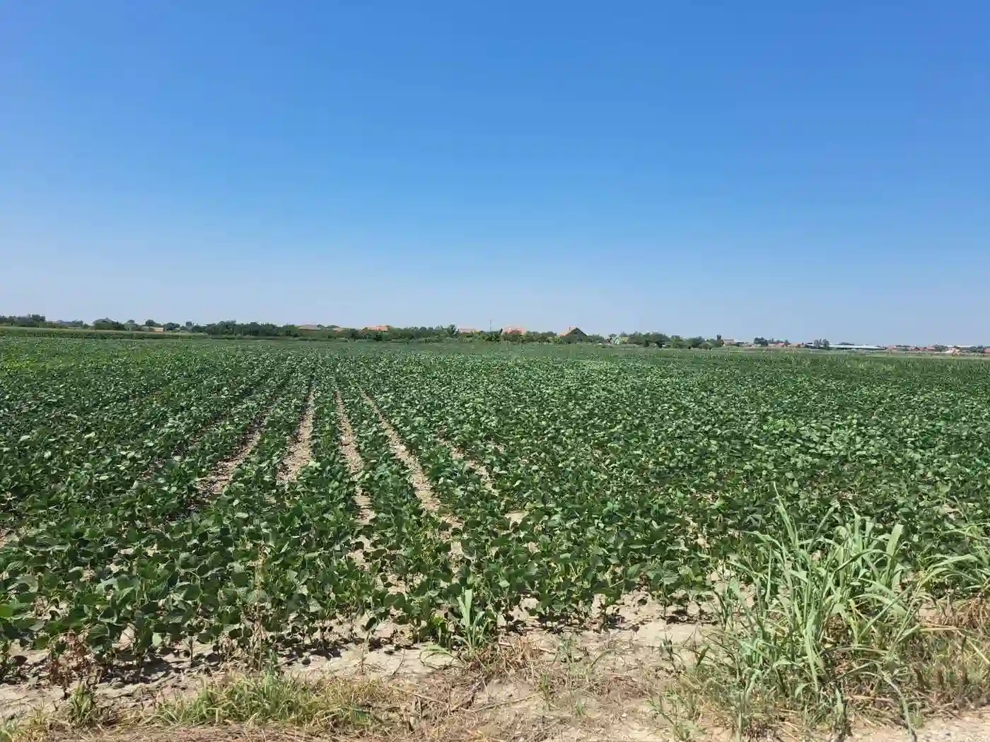 plac na prodaju Novi Sad, 7269m2 531855