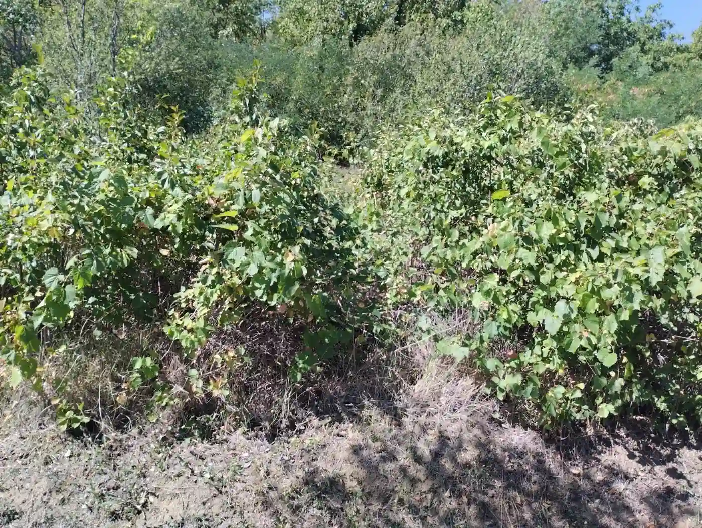 plac na prodaju Beočin, 4229m2 553234