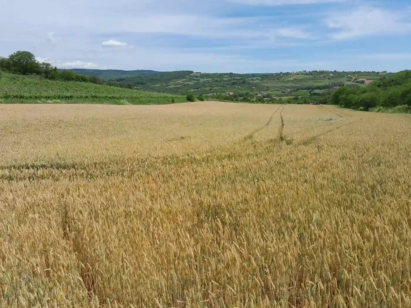 plac na prodaju Vrdnik 565m2 521993