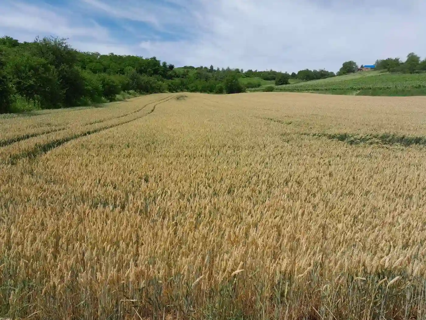 plac na prodaju Vrdnik 565m2 521993