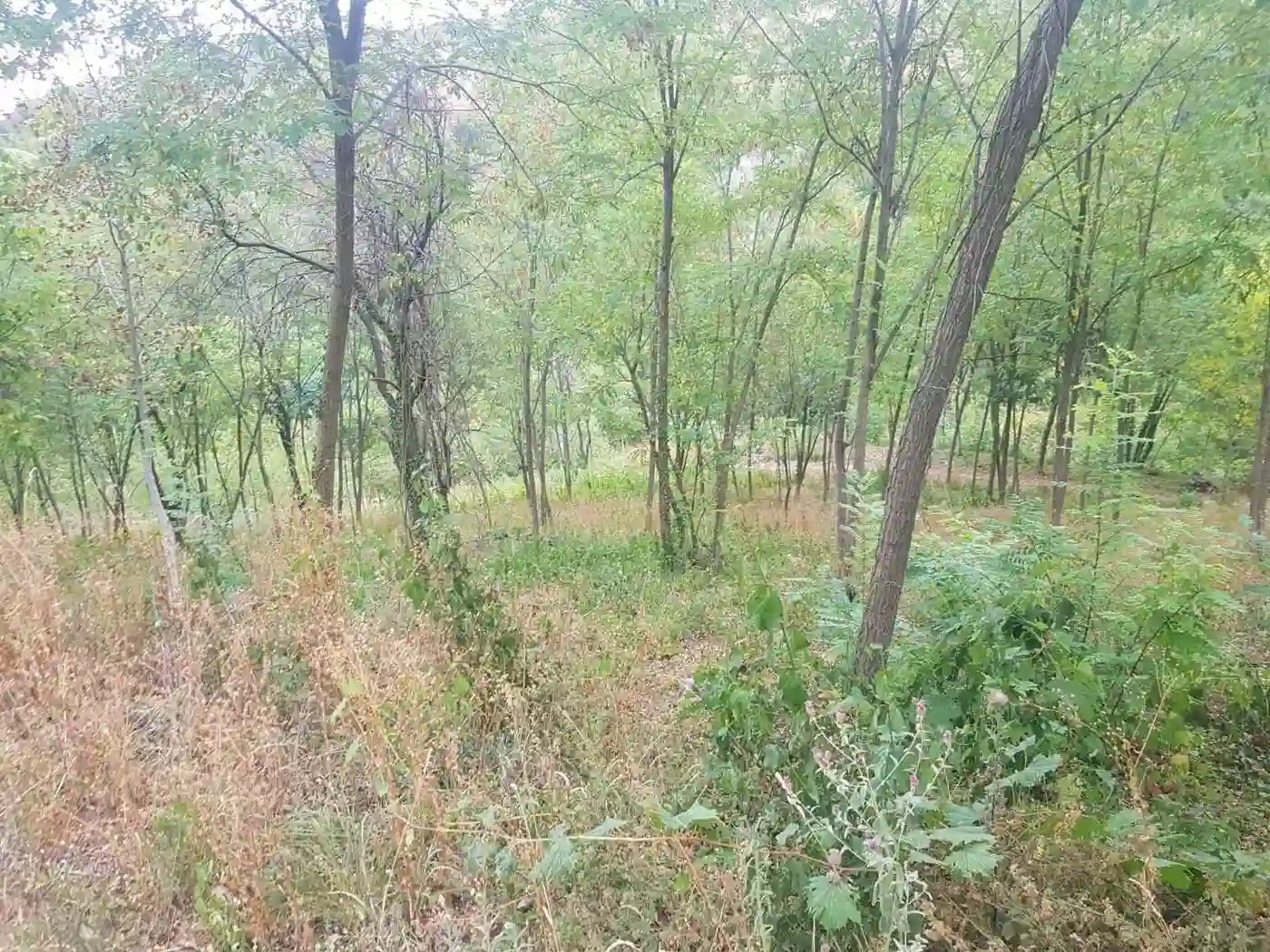 plac na prodaju Beočin 2437m2 533431