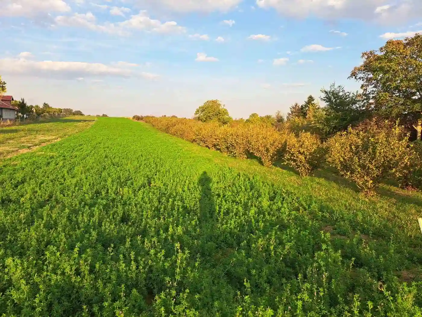 plac na prodaju Krušedol, 3378m2 533530