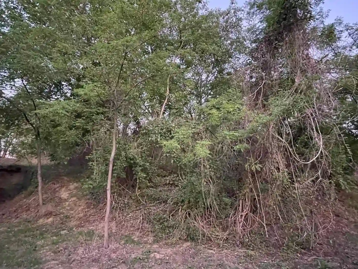 plac na prodaju Sremska Kamenica 1390m2 529316