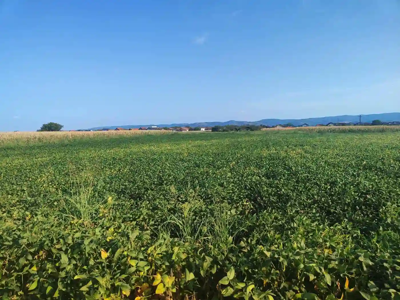 plac na prodaju Futog, 6438m2 528759