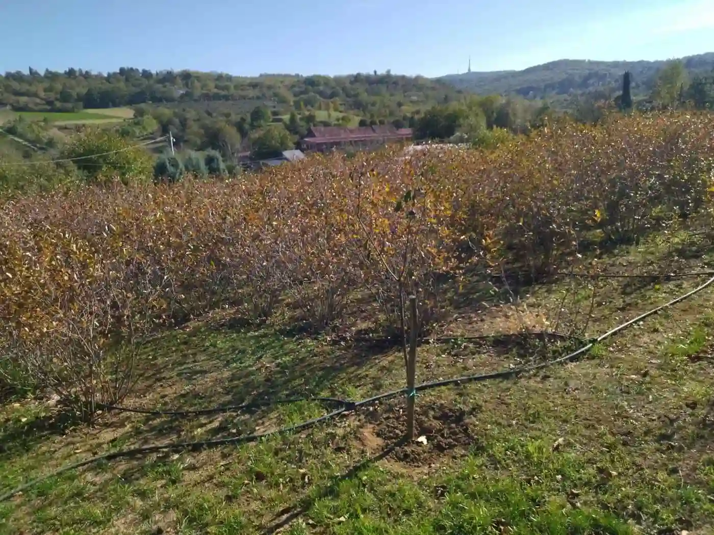 plac na prodaju Sremska Kamenica 4351m2 536382