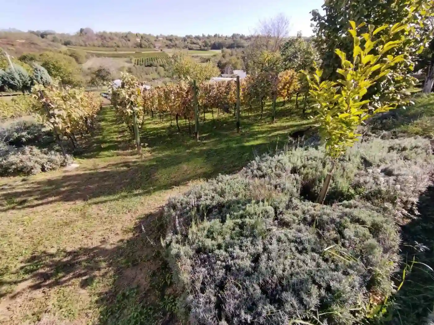 plac na prodaju Sremska Kamenica 4351m2 536382