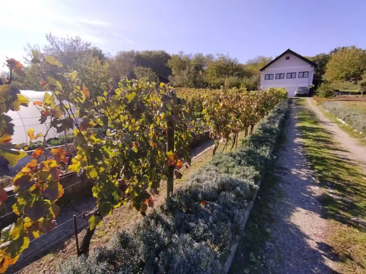 plac na prodaju Sremska Kamenica 4351m2 536382