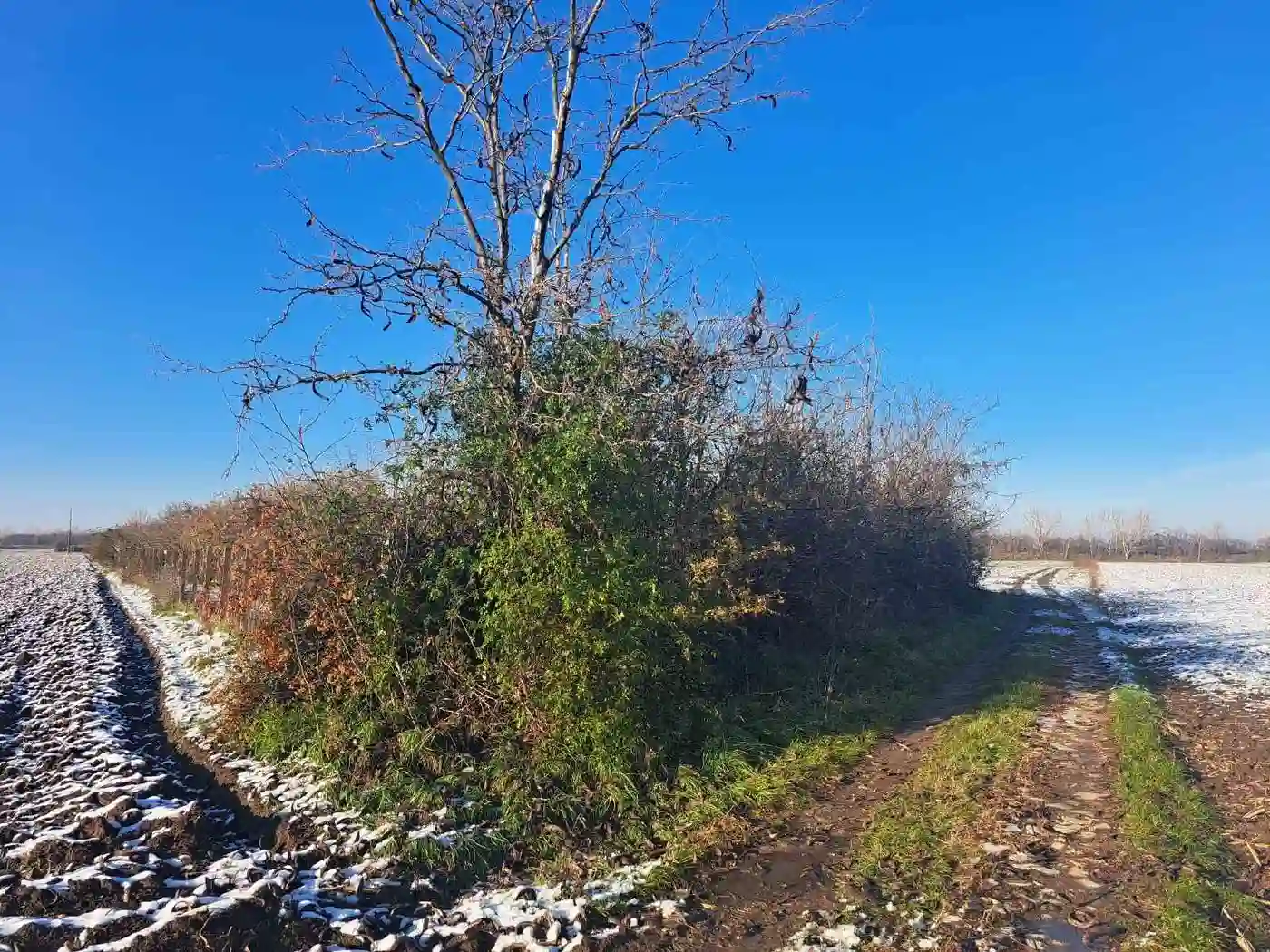 plac na prodaju Rumenka, 11669m2 521334