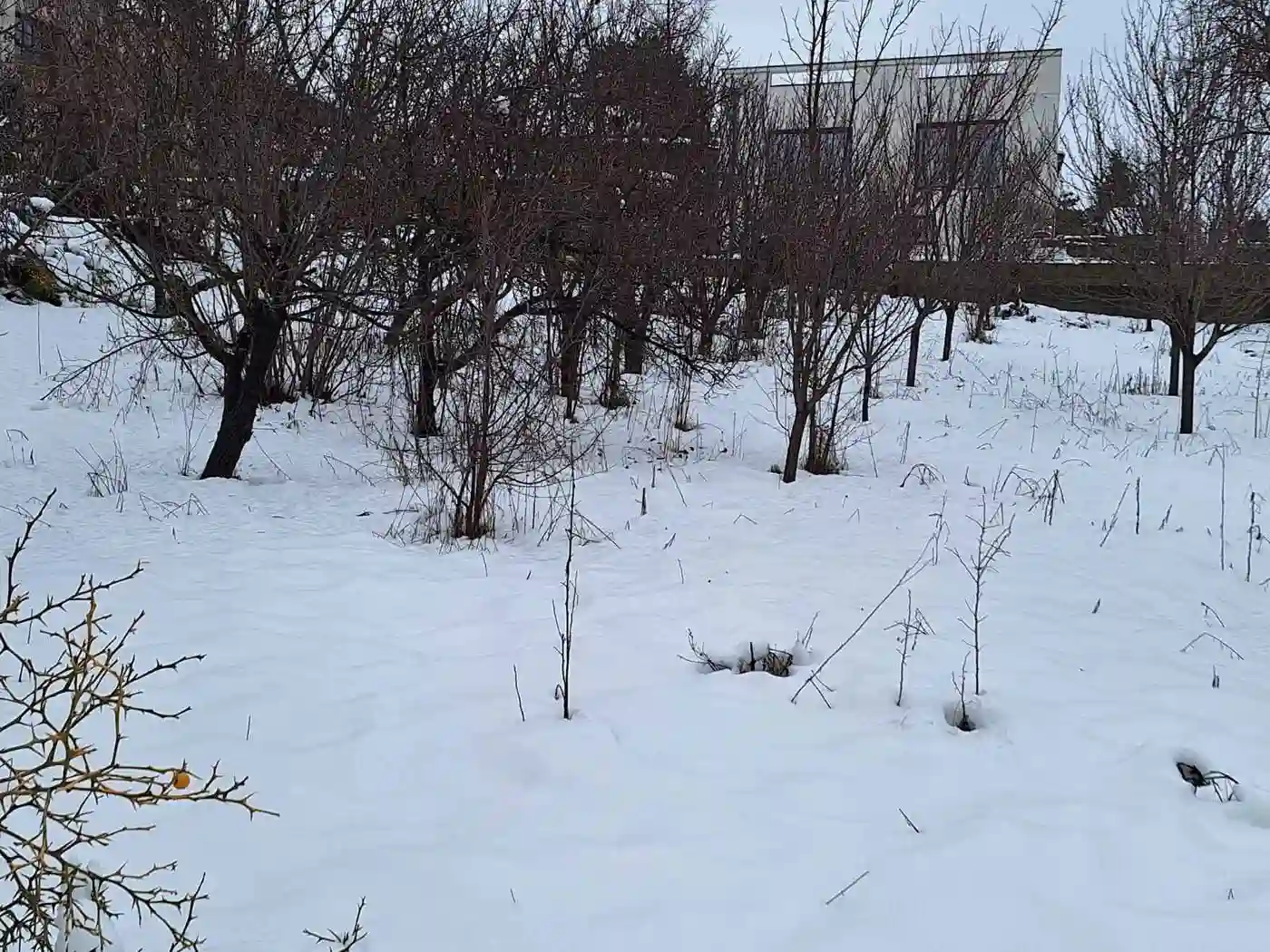 plac na prodaju Sremska Kamenica 1290m2 538063