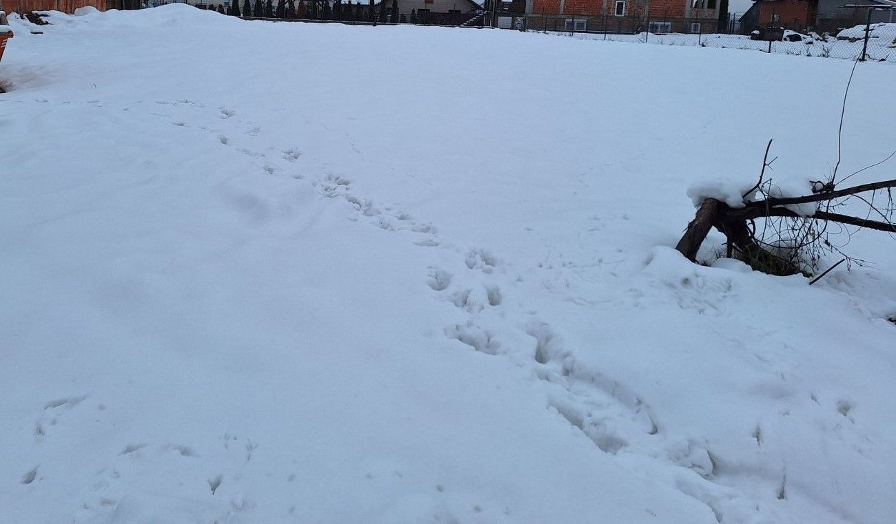 plac na prodaju Sremska Kamenica 800m2 538248