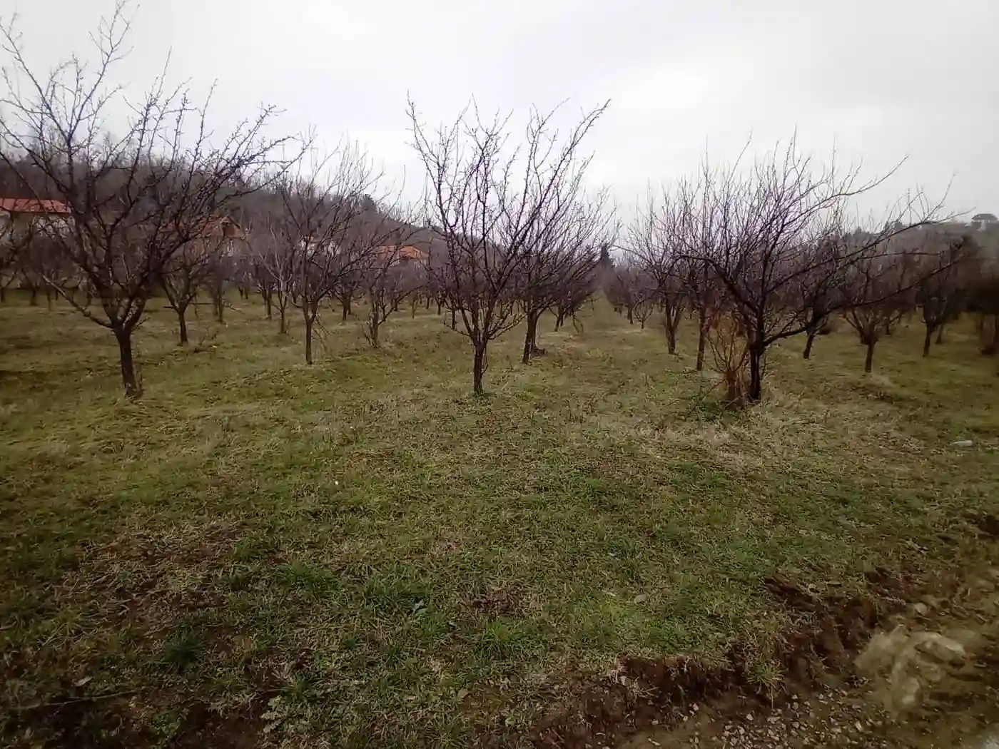 plac na prodaju Rakovac 8959m2 531503