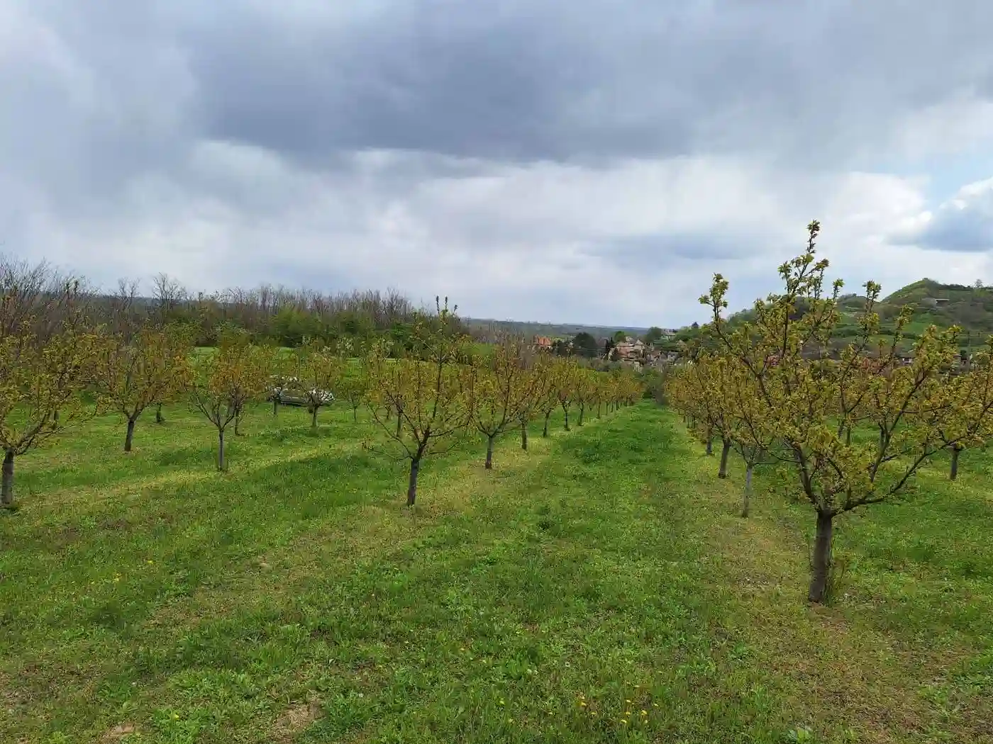 plac na prodaju Beočin 7524m2 546671