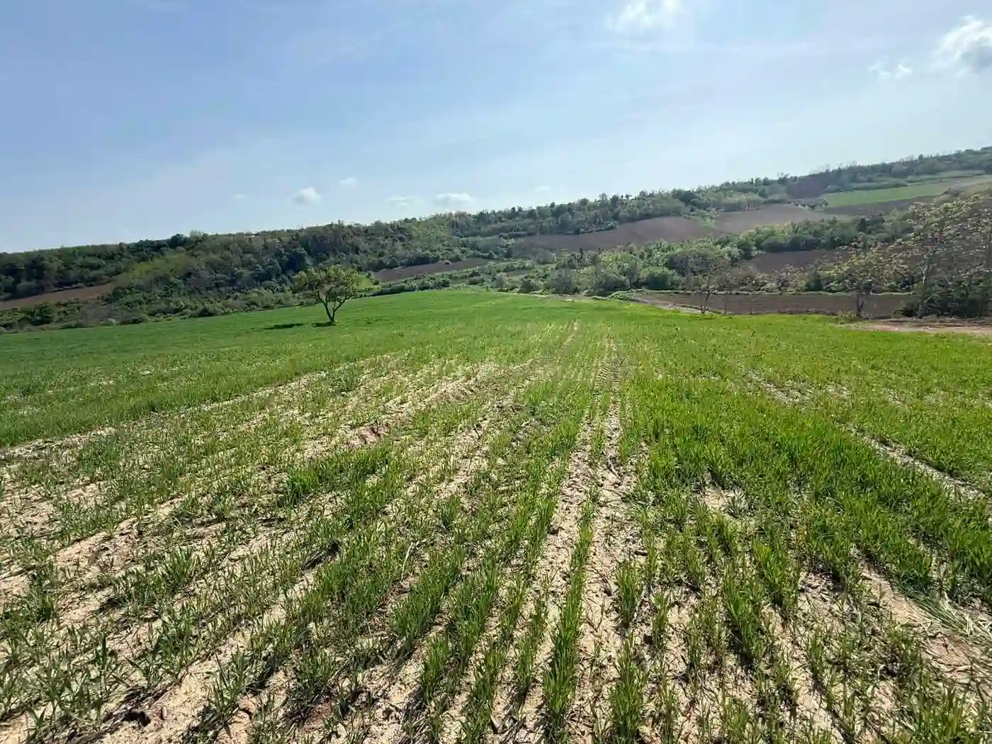 plac na prodaju Maradik 1261m2 546866