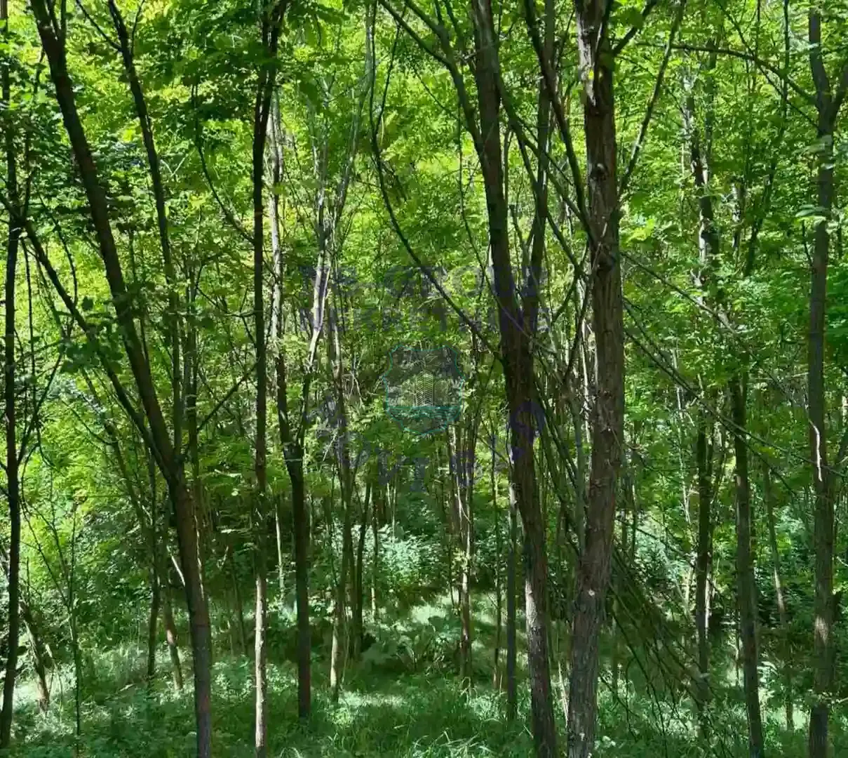 plac na prodaju Rakovac 3648m2 548577