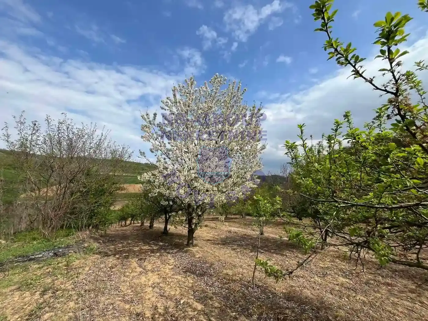 plac na prodaju Beočin 8881m2 568341