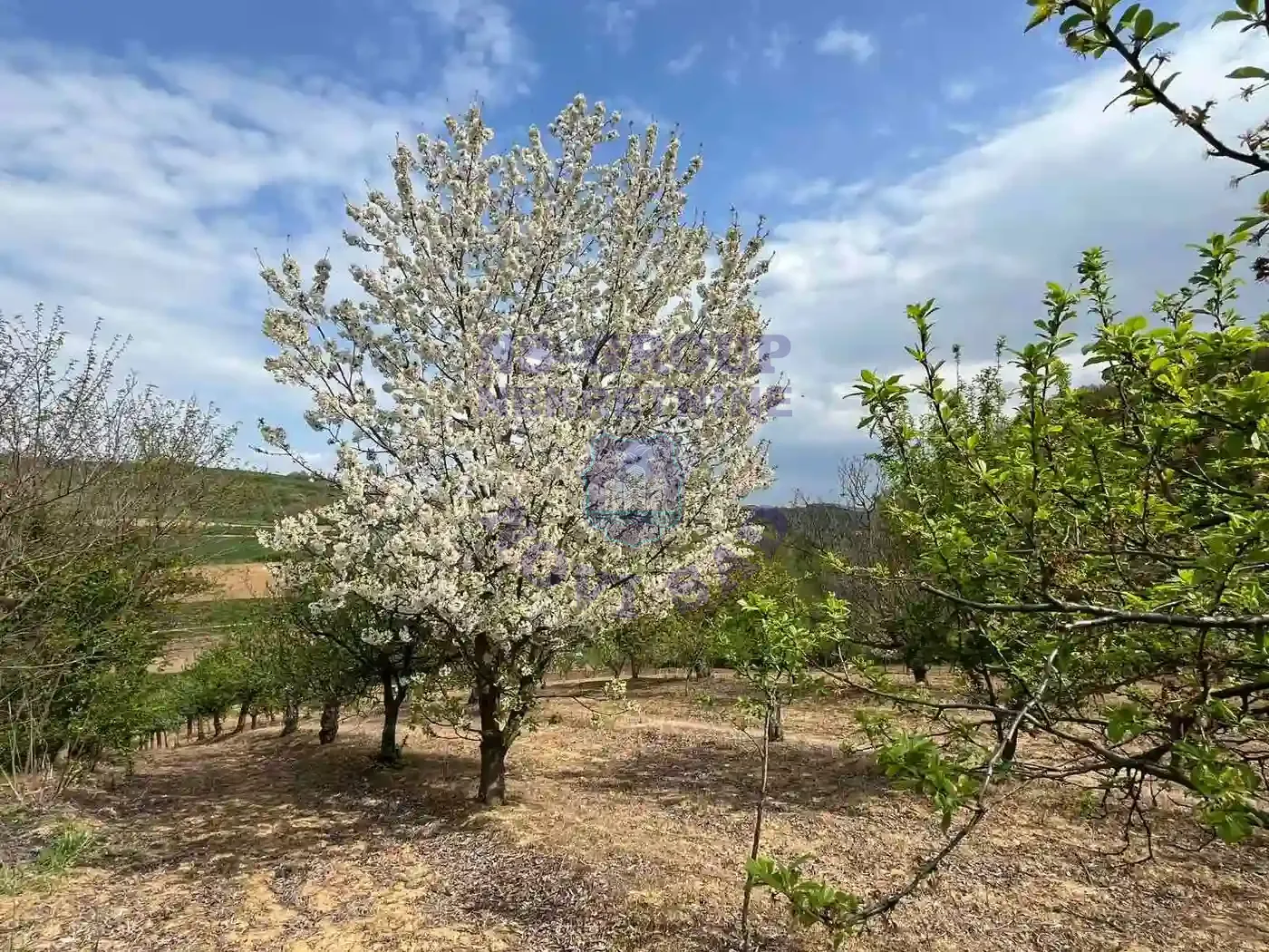 plac na prodaju Beočin 8881m2 568341