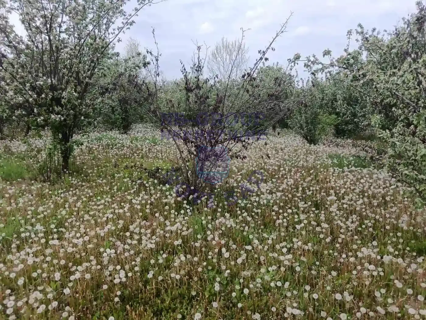 plac na prodaju Sremska Kamenica 1502m2 568167