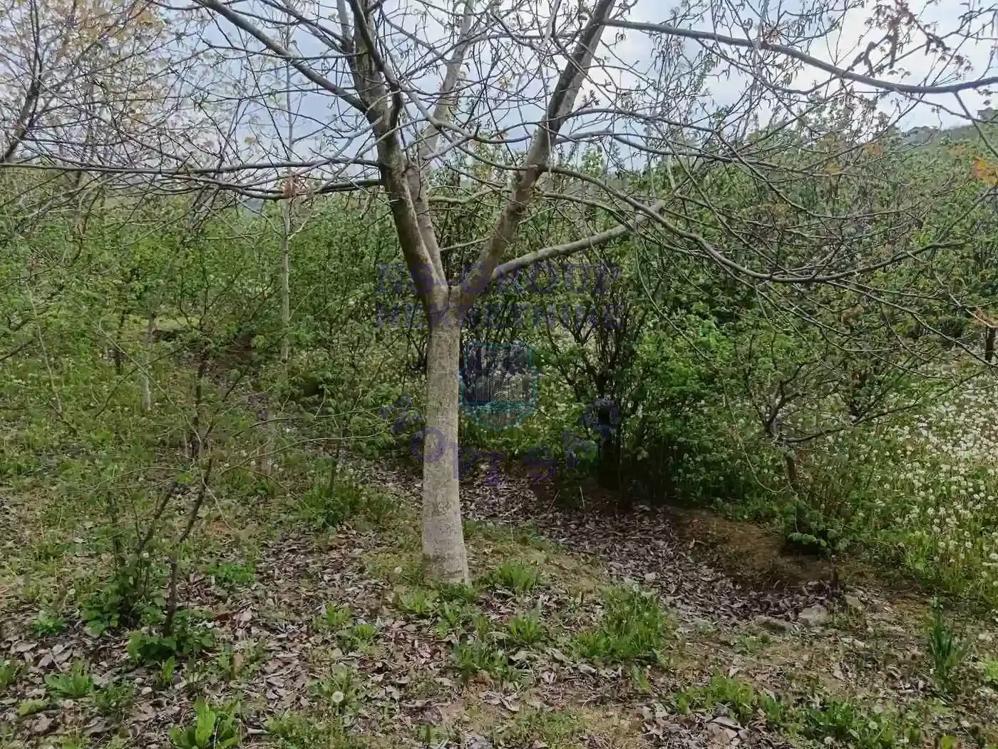 plac na prodaju Sremska Kamenica 1503m2 568166
