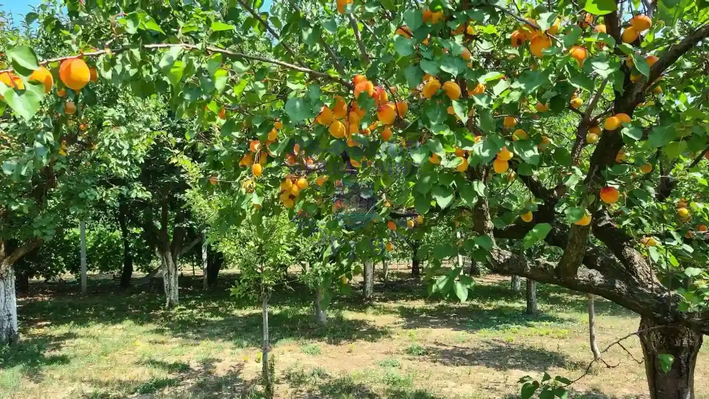 kuca na prodaju Čortanovci 61m2 569293